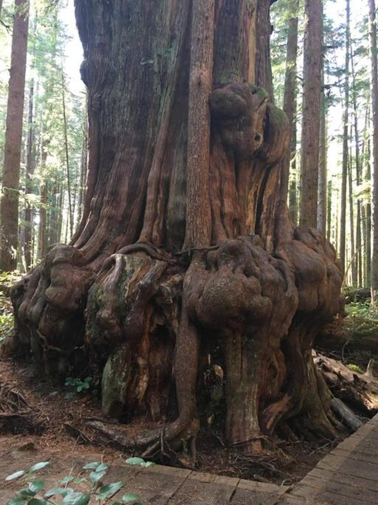 The Great Escape - Port Renfrew Exterior foto