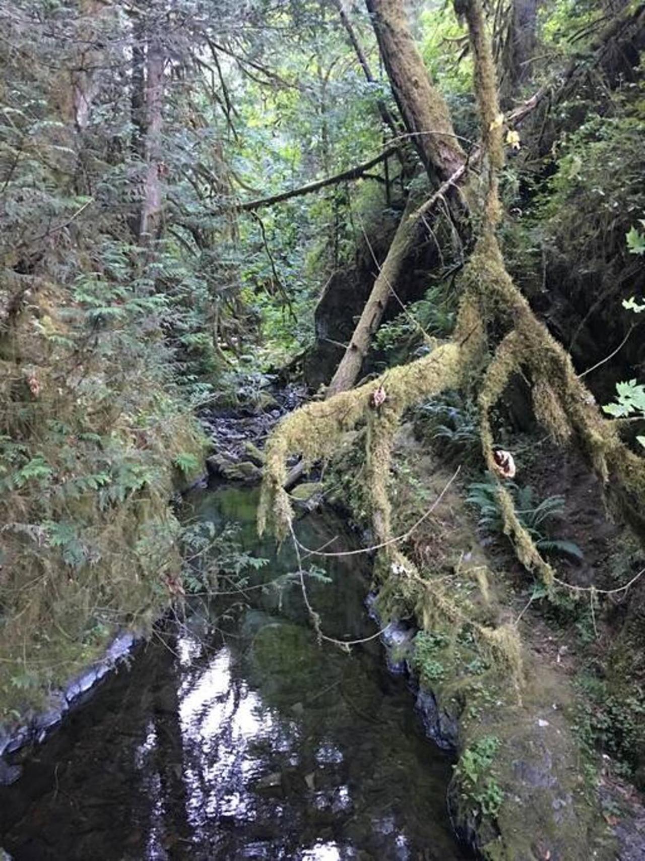 The Great Escape - Port Renfrew Exterior foto